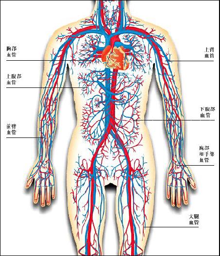 人体血管分布图简笔画图片