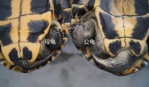 中华草龟的风水作用及营养价值和公龟母龟的的区别
