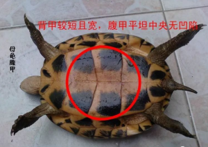 中华草龟的风水作用及营养价值和公龟母龟的的区别